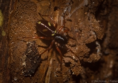 Euasteron monteithorum