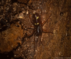 Euasteron monteithorum