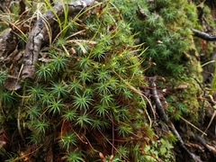 Polytrichadelphus magellanicus