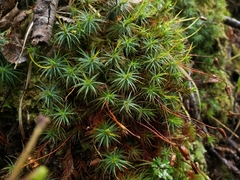 Polytrichadelphus magellanicus