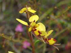Diuris decrementa