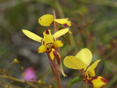 Diuris decrementa