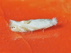 Bucculatrix staintonella