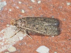 Glyphidocera juniperella