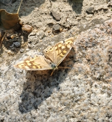 Pararge aegeria