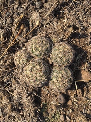 Coryphantha radians