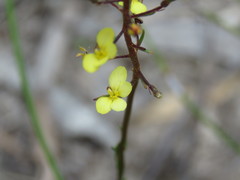 Stylidium diuroides