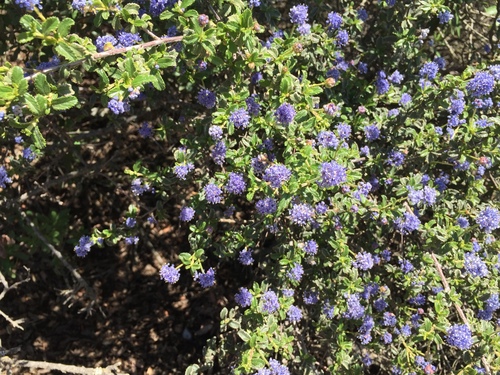 Ceanothus foliosus var. medius