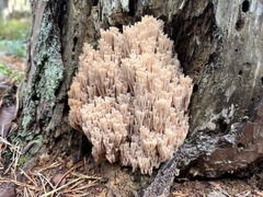Artomyces microsporus