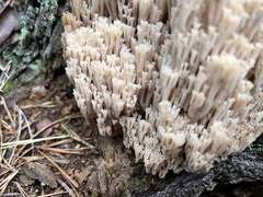 Artomyces microsporus