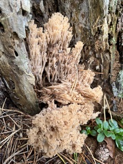 Artomyces microsporus