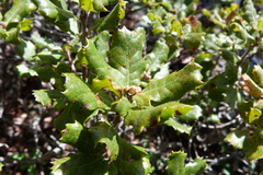 Quercus durata durata