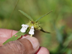 Leucas aspera