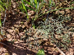 Pelargonium fergusoniae