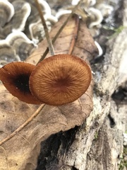 Rhizomarasmius