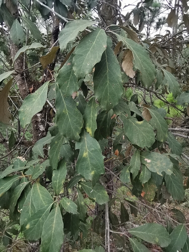 Quercus scytophylla