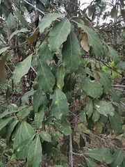 Quercus scytophylla