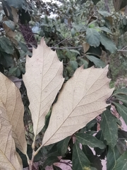 Quercus scytophylla