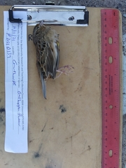 Ammodramus savannarum