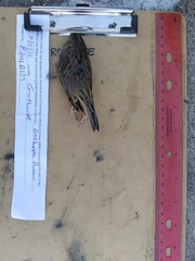 Ammodramus savannarum