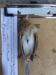 Ammodramus savannarum