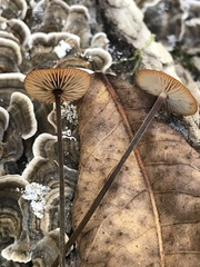 Rhizomarasmius