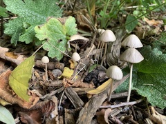 Agaricales