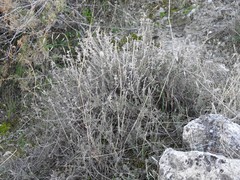 Thymus zygis gracilis