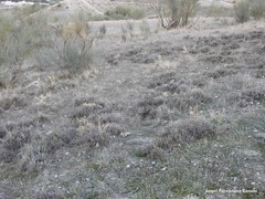 Thymus zygis gracilis