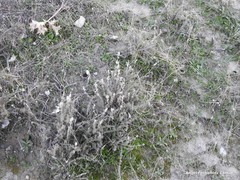 Thymus zygis gracilis