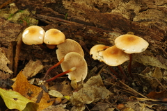 Marasmius cohaerens lachnophyllus