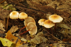 Marasmius cohaerens lachnophyllus