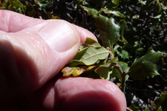 Quercus durata durata