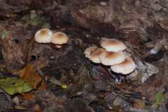 Marasmius cohaerens lachnophyllus
