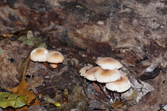 Marasmius cohaerens lachnophyllus