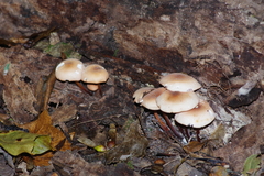 Marasmius cohaerens lachnophyllus