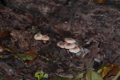 Marasmius cohaerens lachnophyllus