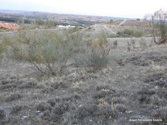 Thymus zygis gracilis