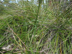 Phasmodinae