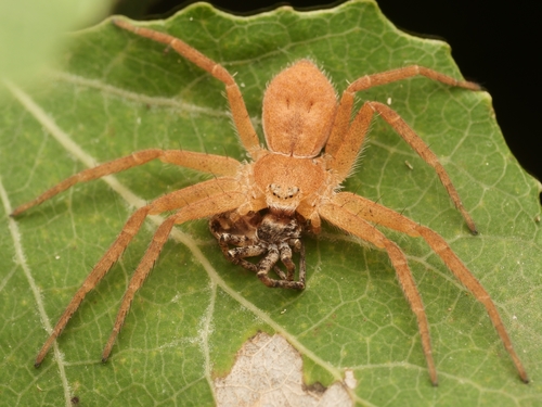 Philodromus fuscomarginatus