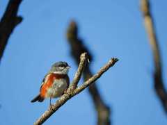 Castanozoster thoracicus