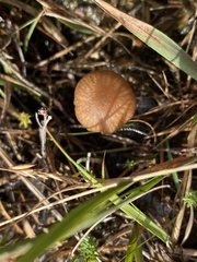 Galerina paludosa