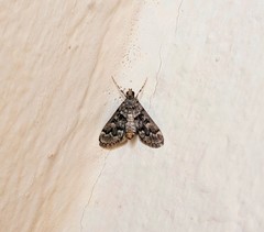 Steniini