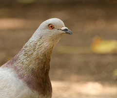 Columba livia