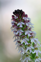 Neotinea ustulata ustulata