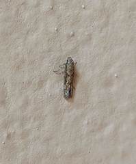 Scrobipalpa aptatella