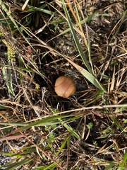 Galerina paludosa