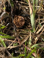 Galerina paludosa