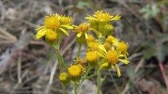 Senecioneae