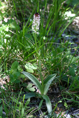 Neotinea ustulata ustulata